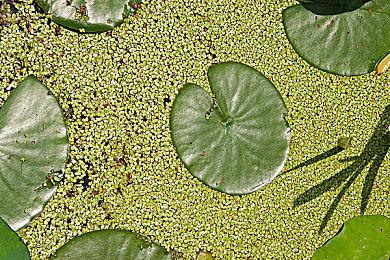 《十字军之王3：皇家宫廷》评价“褒贬不一” 工期长内容少