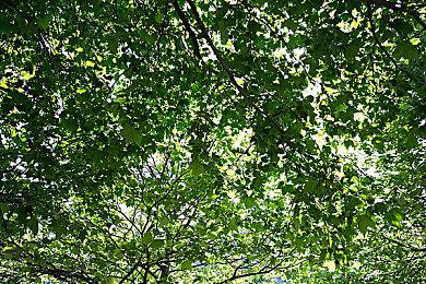 百合视觉小说《从谎言开始的恋爱之夏》决定制作 今年推出